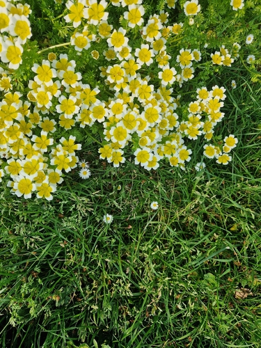 Limnanthes douglasii, photograph 5