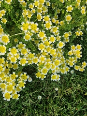 Limnanthes douglasii, photograph (c) Sean Crocker, some rights reserved (CC BY)