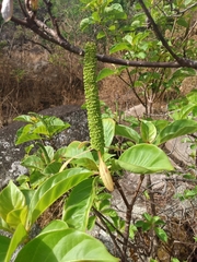 Hymenodictyon floribundum