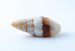 Orphanopusia osiridis