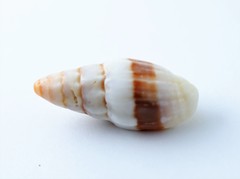 Orphanopusia osiridis