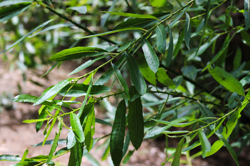 iNaturalist observation photo of Arroyo Willow