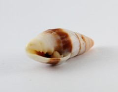 Orphanopusia osiridis