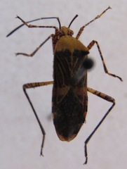 Hypselonotus lineatus