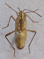 Hypselonotus lineatus