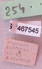 Hypselonotus lineatus