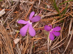 Pinguicula oblongiloba