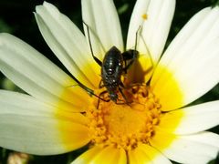 Calocoris nemoralis