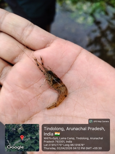Oriental river prawn