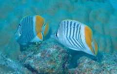 Chaetodon madagaskariensis