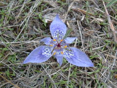 Tigridia durangensis