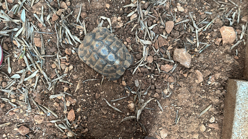 Testudo hermanni