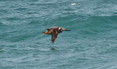 Pelecanus occidentalis