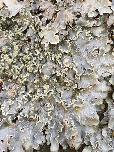 Powdered Speckled Shield Lichen