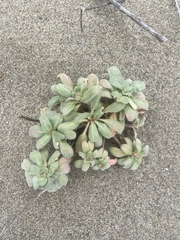 Chorizanthe howellii