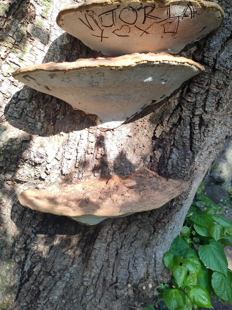 Ganoderma australe · April 2026 · photo: © uoesustainability (iNaturalist, cc-by)