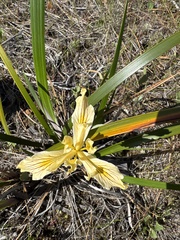 Iris bracteata, photograph (c) Rob Santry, some rights reserved (CC BY)