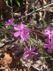 Phlox nivalis