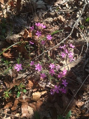 Phlox nivalis