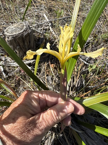 Iris bracteata, photograph 2