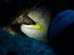 Gymnothorax nudivomer