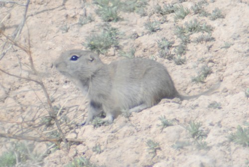 Snake River Plains Ground Squirrel