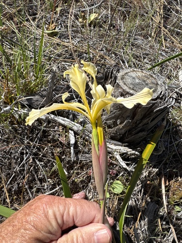 Iris bracteata