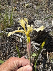 Iris bracteata, photograph (c) Rob Santry, some rights reserved (CC BY)