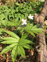 Cardamine heptaphylla