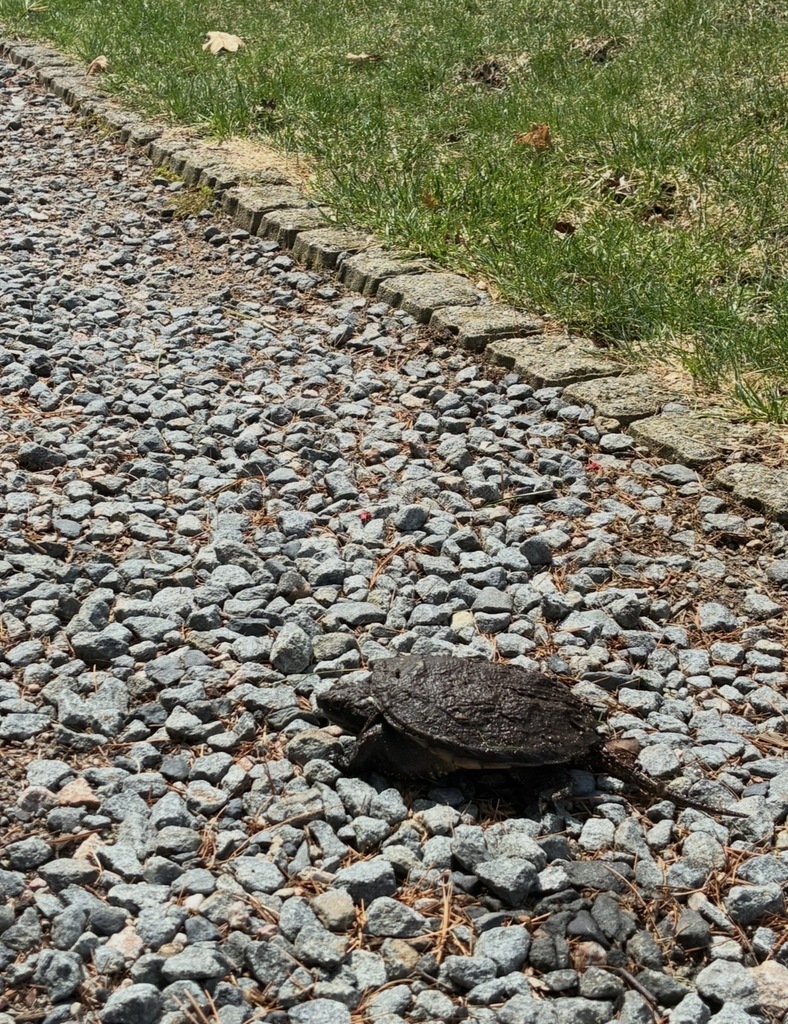 Common Snapping Turtle from 11 Austin St, Norton, MA 02766, USA on ...