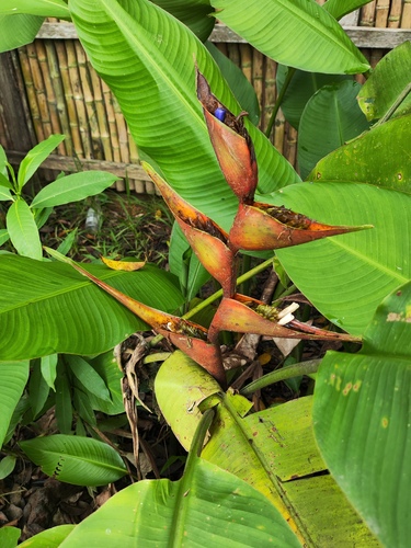 Heliconia stricta, photograph 4