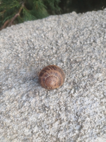 Cornu aspersum