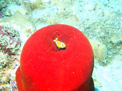 Amphiprion chrysogaster