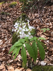 Cardamine heptaphylla