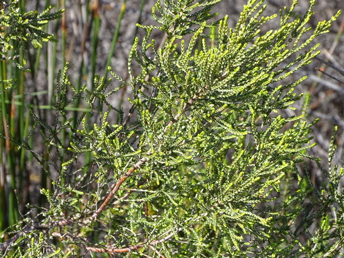 Passerina rigida, photograph 4