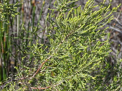 Passerina rigida, photograph (c) Shaun Swanepoel, some rights reserved (CC BY)