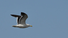 Larus atlanticus