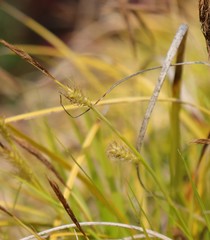 Carex oshimensis