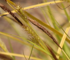 Carex oshimensis