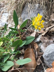 Anthyllis vulneraria carpatica