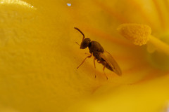 Chalcidoidea