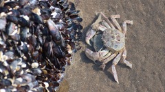 Cyrtograpsus angulatus