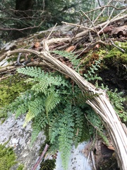Asplenium fontanum