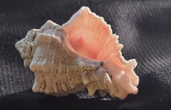 Hexaplex kuesterianus