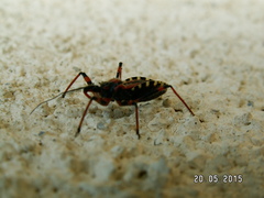 Rhynocoris