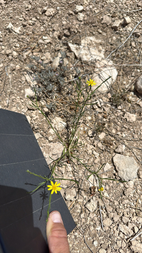 Roundleaf Snakeweed