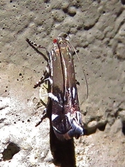 Anacampsis levipedella