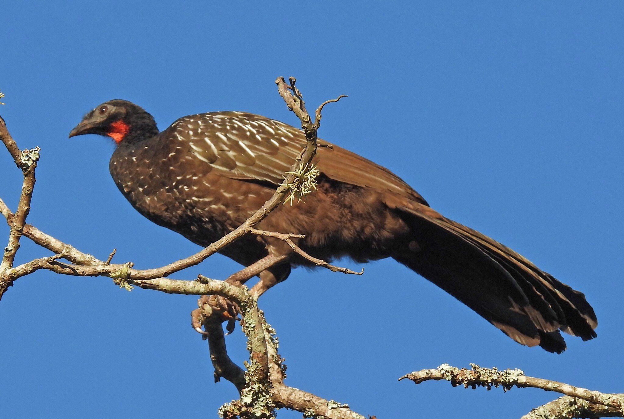 Yungas Guan (Penelope bridgesi), photo 10