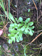 Polypodium scouleri