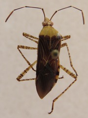 Hypselonotus lineatus